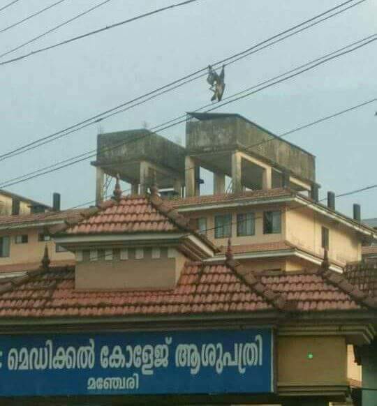 blood bank Medical College Hospital Blood Bank near Manjeri Kerala